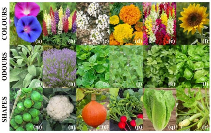 Specie vegetali oggetto della ricerca e coltivate dai pazienti allo scopo di consentire di stimolare le loro esperienze sensoriali: ipomea (a), lupino (b), alisso (c), tagete (d), antirrino (e), girasole (f), salvia (g), lavanda (h), melissa (i), mentuccia (j), prezzemolo (k), basilico (l), cavolo di Bruxelles (m), cavolfiore (n), zucca (o), ravanello (p), lattuga (q), zucchino (r)